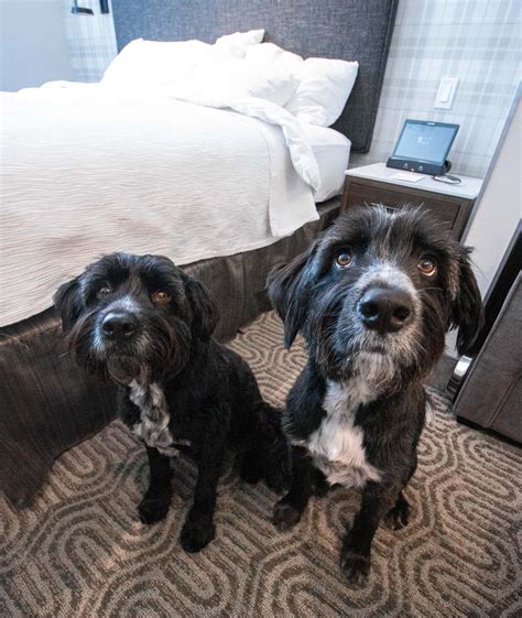 best western pet policy|Over 1,200 Pet Friendly Hotels .
